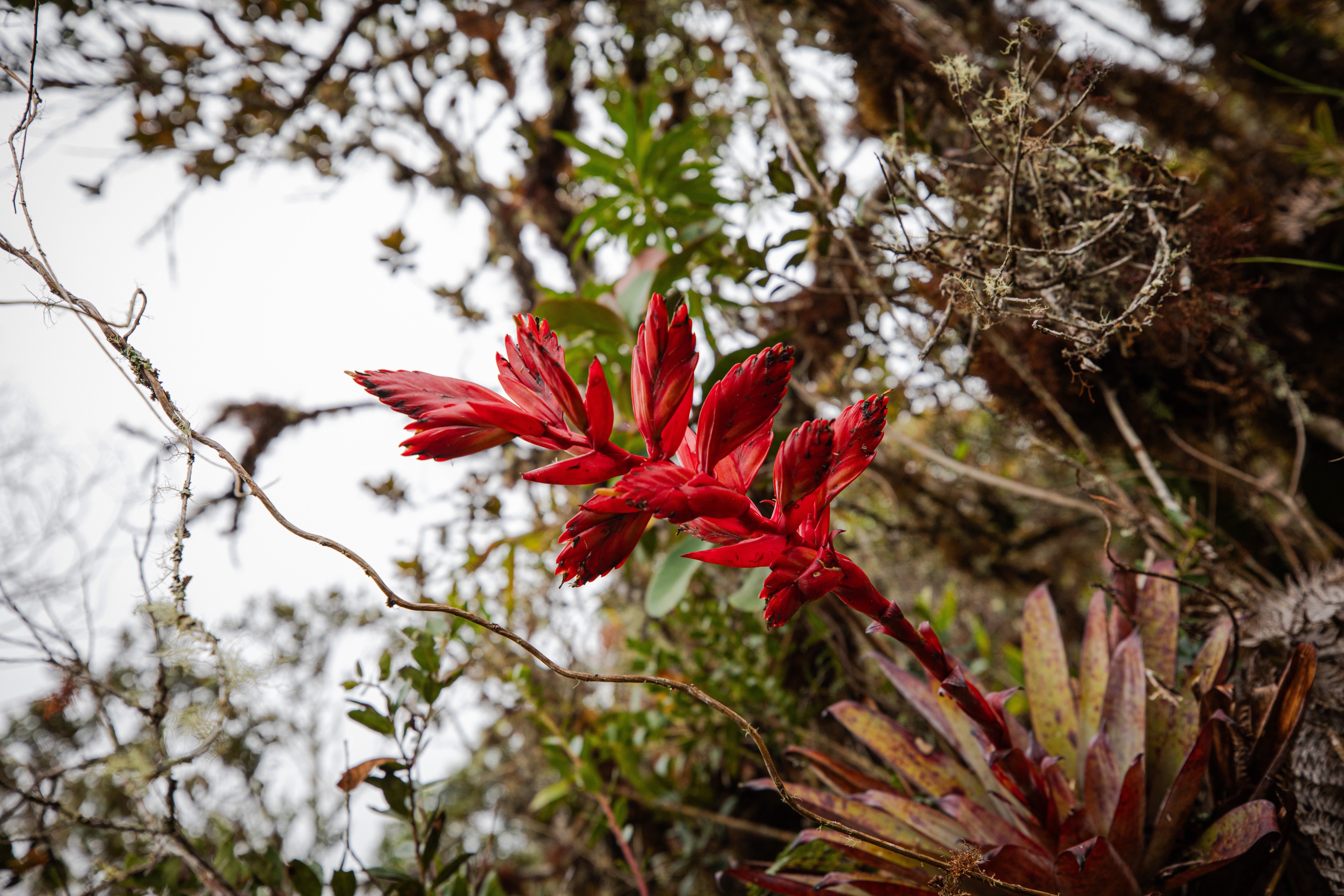 Planta de hojas rojas en un entorno natural